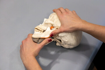 A person's hands are holding a plastic skull on a gray table, demonstrating anatomy. © Rafal Rut