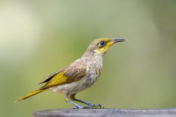 Brown Honeyeater – Lichmera indistincta hotographs clean green background in Bali, Indonesia