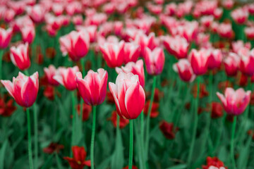 Beautiful pink tulips shot at the tulip festival in the park. Elagin Island, Saint Petersburg