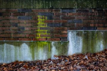 Flechten an feuchter und verschmutzter Hauswand