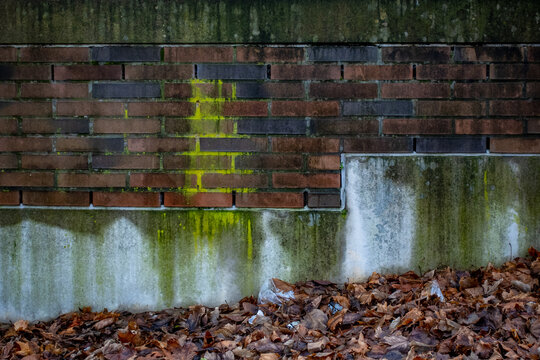 Flechten an feuchter und verschmutzter Hauswand