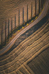 Beautiful, idyllic, bird's-eye view of cypress trees standing in a line next to a Tuscan gravel road, casting long shadows in Tuscany, Italy