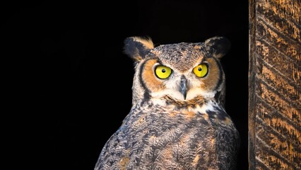 owl on a branch