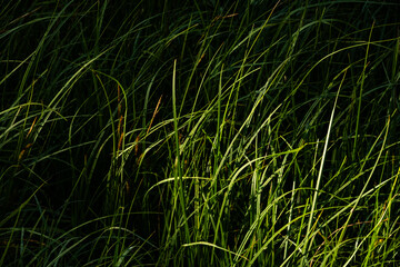 Blades Of Green Grass Stand In Contrast Of Dark Background Shadows