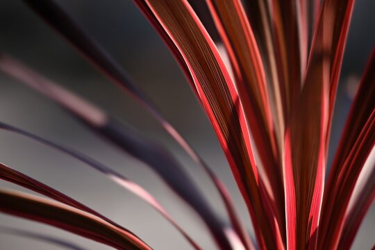 New Zealand native ornamental plant (Phormium) with symmetrical sword shaped, reddish brown leaves.