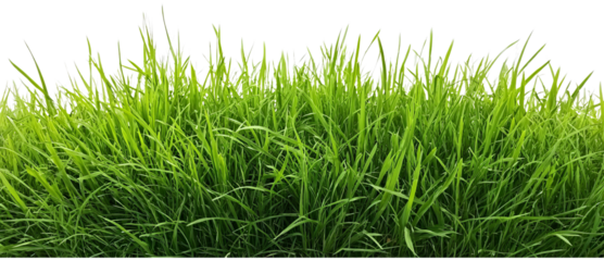 Lush Green Grass Blades isolated on a transparent background