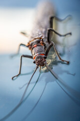 Close Up Of American Salmonfly Resting On Windshield In Yellowstone