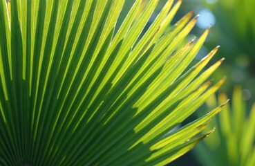 Close up of green palm leaves backlit by sun creating stripes of light and shadow. Abstract natural pattern forms detailed texture. Tropical plant detail in bright daylight.