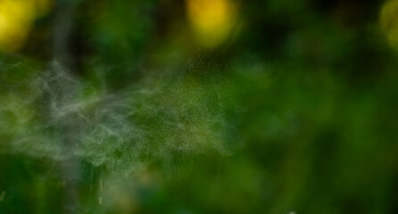 Cloud Of Pollen From Timothy Grass Floats Along Trail
