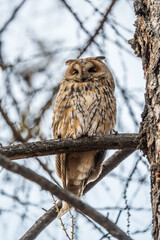 Long-eared owl (Asio otus), looking forward with wide opened eyes