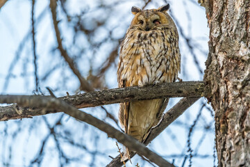 Long-eared owl (Asio otus), looking forward with wide opened eyes