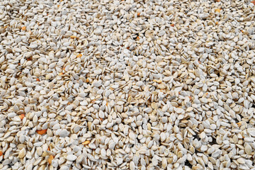 Photo of pumpkin seeds during drying.
