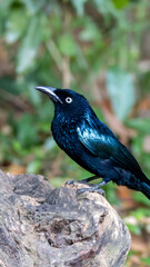 Crested Drongo (Dicrurus balicassius) in its natural tropical habitat in Bali, Indonesia. The species is shown within lush green vegetation, illustrating the forest ecosystem where it lives.