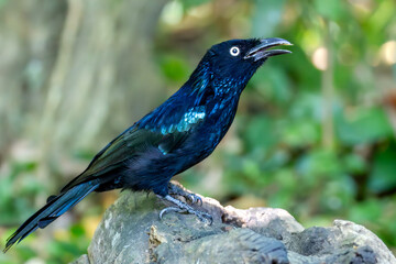 Crested Drongo (Dicrurus balicassius) in its natural tropical habitat in Bali, Indonesia. The species is shown within lush green vegetation, illustrating the forest ecosystem where it lives.