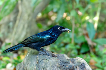 Crested Drongo (Dicrurus balicassius) in its natural tropical habitat in Bali, Indonesia. The species is shown within lush green vegetation, illustrating the forest ecosystem where it lives.