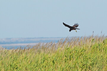 Fototapeta premium In the field above the reeds. western marsh harrier (Circus aeruginosus)