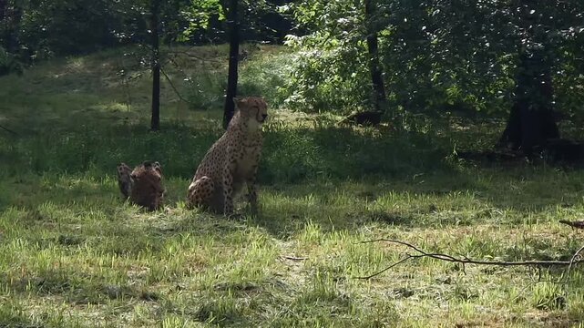 Cheetah (Acinonyx jubatus) is eating meat in the grassy enclosure