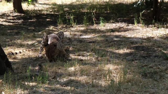Cheetah (Acinonyx jubatus) is eating meat in the grassy enclosure