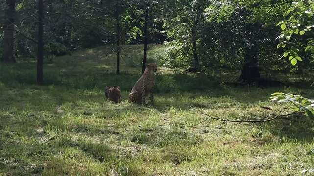 Cheetah (Acinonyx jubatus) is eating meat in the grassy enclosure