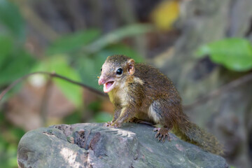 Horsfield’s Treeshrew (Tupaia javanica) photographed in the forest of Bali Barat National Park, Indonesia. A small, fast-moving mammal known for its pointed snout, agile movements and squirrel-like ap