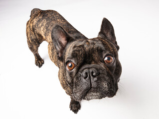 French bulldog portrait looking at the camera on a white background. 