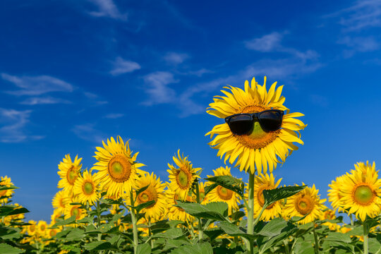 Sunflower wearing sunglass with white cloud and blue sky at sunflower field at Lop buri THAILAND, flower background