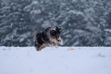Sch&ouml;ner temperamentvoller H&uuml;tehund tobt frei mit einem farbigen Ball durch Neuschnee