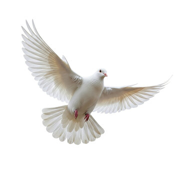 White dove flying on transparent background PNG Generative AI