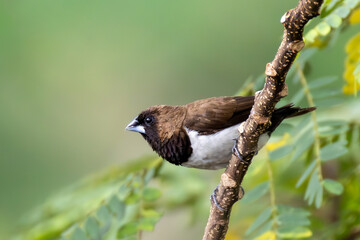 Javan Munia (Lonchura leucogastroides) perched on a branch in Indonesia. A small finch-like passerine species known for its brown and white plumage, photographed in natural tropical habitat.