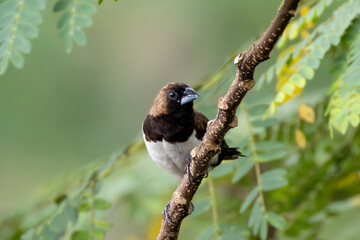 Javan Munia (Lonchura leucogastroides) perched on a branch in Indonesia. A small finch-like passerine species known for its brown and white plumage, photographed in natural tropical habitat.