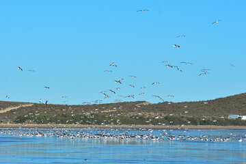 Gulls flock in flight at low tide,Peninsula Valdes,Patagonia, Argentina
