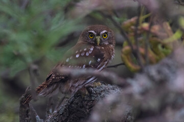 Ferruginous Pygmy owl, Glaucidium brasilianum, Calden forest, La Pampa Province, Patagonia, Argentina.