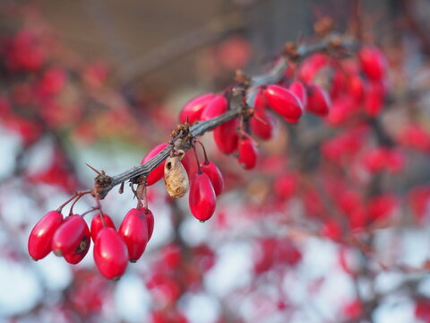 BARBERRY WINTER BRANCH FRUIT GARDEN