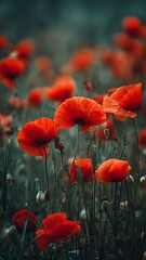 Fototapeta premium Bright Red Poppy Flowers in a Lush Green Field Under Soft Light