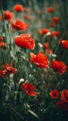 Obraz premium Vibrant Red Poppy Flowers Blooming in a Lush Green Field at Sunrise