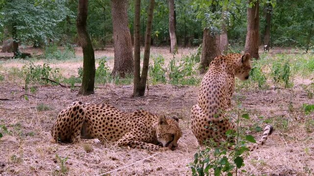 Cheetah (Acinonyx jubatus) is eating meat in the grassy enclosure
