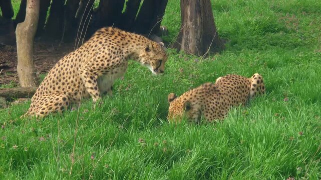 Cheetah (Acinonyx jubatus) is eating meat in the grassy enclosure