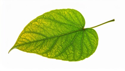 Obraz premium Close-up of a vibrant green leaf, showcasing detailed veins and textures, isolated on white background