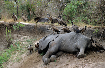 Eléphant d'Afrique, tué par des braconniers, Loxodonta africana, vautour, Réserve du Selous, Tanzanie