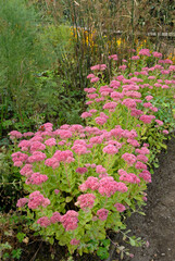 Obraz premium Sedum spectabile 'Brillant' (Sedum )