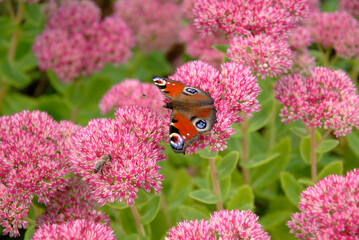 S&eacute;dum remarquable