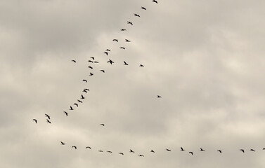 grand cormoran