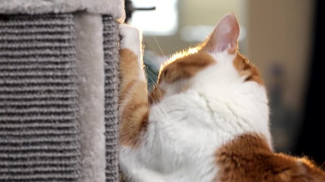 A cat scratches its claws on a fabric pad on the corner of a wall in an apartment.