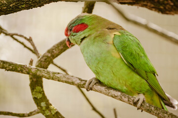 Green parrot bird with red cheeks perched on a brand outdoor at daytime in the wilderness of Australia with blurry background.