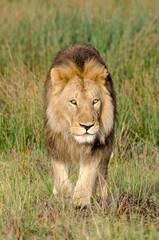 lion