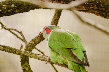 Green parrot bird with red cheeks perched on a brand outdoor at daytime in the wilderness of Australia with blurry background.