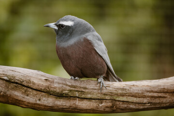 A White-browed Woodswallow bird perched on the branch of a tree outdoor at daytime in an aviary in a wildlife park near Adelaide in Australia with blurry background and space for text.