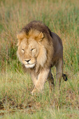 lion