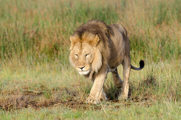 lion