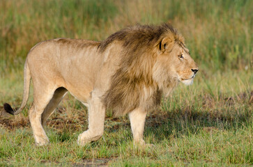 lion